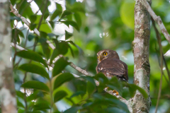 Glaucidium minutissimum