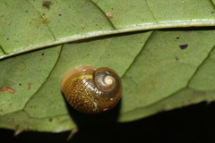 Simpulopsis corrugata