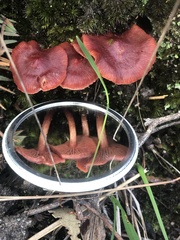 Cortinarius persplendidus