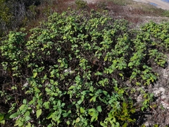 Wollastonia