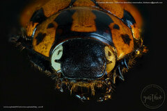 Cyclocephala mafaffa