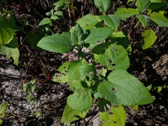 Wollastonia