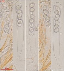 Scutellinia minor