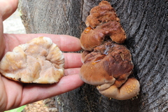 Amylocystis lapponica