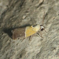 Ponometia clausula