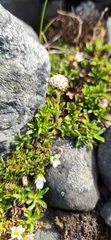 Antennaria monocephala