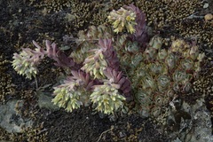 Sedum oblanceolatum