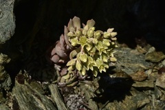 Sedum oblanceolatum