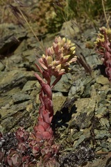 Sedum oblanceolatum