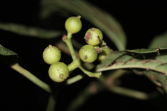 Coussarea micrococca