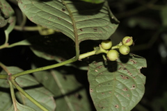 Coussarea micrococca