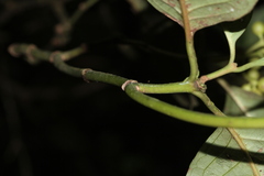 Coussarea micrococca