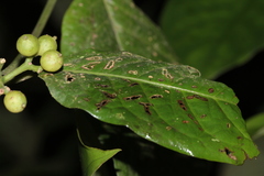 Coussarea micrococca