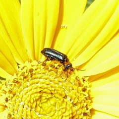 Nemognatha nemorensis