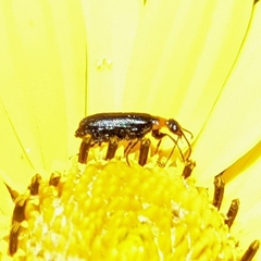 Nemognatha nemorensis