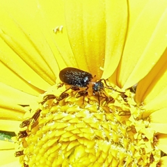 Nemognatha nemorensis