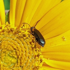 Nemognatha nemorensis