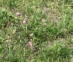 Trifolium repens