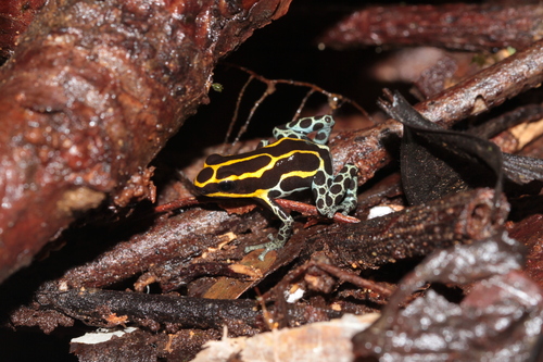 Zimmermanns' Poison Frog