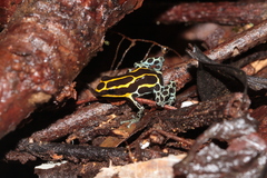 Ranitomeya variabilis