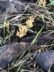Ramaria lorithamnus
