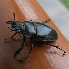 Lucanus lunifer