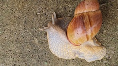 Megalobulimus oblongus