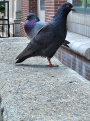 Columba livia