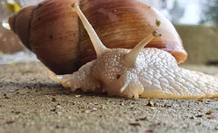 Megalobulimus oblongus