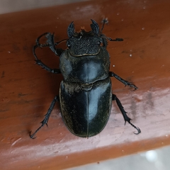 Lucanus lunifer