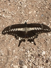 Heraclides ornythion