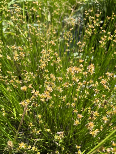 Knotted rush (Juncus nodosus)