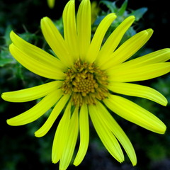 Cullumia carlinoides