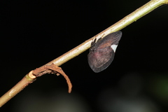 Membracis nigra
