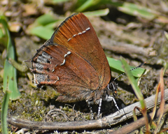 Callophrys gryneus rosneri