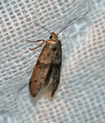 Blastobasis taurusella