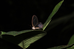 Cithaerias andromeda