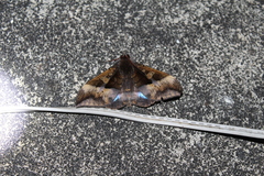 Ischyja hemiphaea
