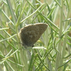 Satyrium semiluna