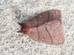 Dirphia rubricauda