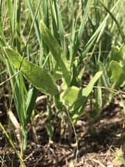 Asclepias lanuginosa