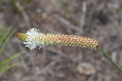 Dalea drummondiana