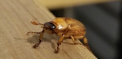 Cyclocephala