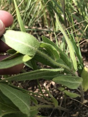 Asclepias lanuginosa
