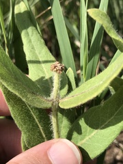 Asclepias lanuginosa