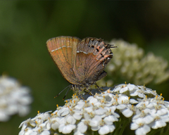 Callophrys gryneus rosneri