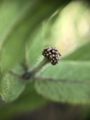 Asclepias lanuginosa
