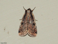 Eueretagrotis sigmoides