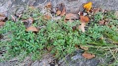 Galium aparine