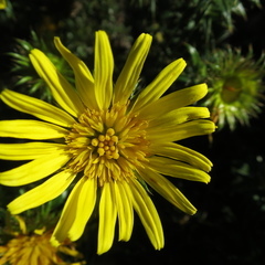 Cullumia carlinoides